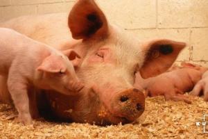 В Україні подешевшав живець свиней на 2%