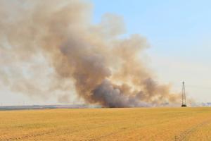 На Харківщині вогонь знищив 30 га урожаю кукурудзи