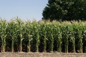 Посуха не вплинула на якість врожаю силосної кукурудзи UNIVERSEED — агроном