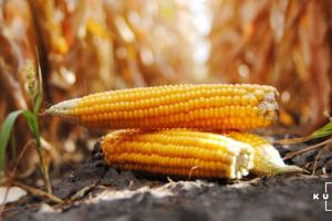 В США різко зросли ціни на зерно
