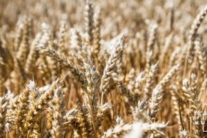 Україна експортувала майже 50% доступного об’єму пшениці
