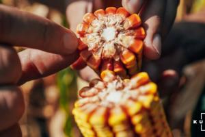 Аграрії США зібрали чверть врожаю кукурудзи