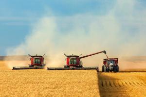 Скорочення валового збору зерна не вплине на внутрішній ринок