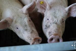 У Болгарії через спалах АЧС було знищено понад 500 свиней
