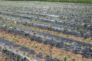 Фермер Одеської області впровадив технологію вирощування суниці «на буграх» 