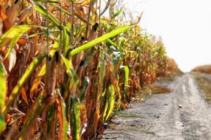 Експерт назвав причини зниження врожайності кукурудзи в Україні