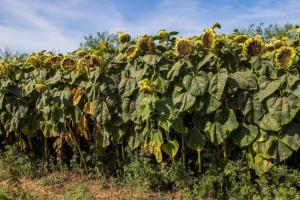 На Хмельниччині збирають соняшник при врожайності 3 т/га