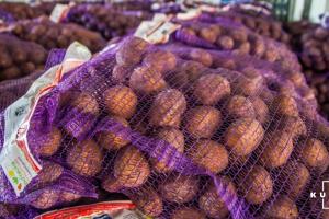 В Україні підтримуватимуть виробників картоплі