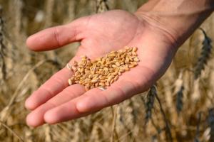 Українські аграрії відправили на експорт майже 10 млн тонн пшениці
