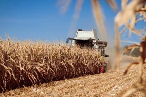 В Україні обмолотили понад половину площ під кукурудзою