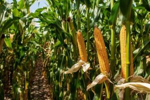 Експерт порадив, як покращити урожайність кукурудзи в несприятливих умовах