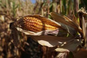 В США вже зібрано 82% врожаю кукурудзи