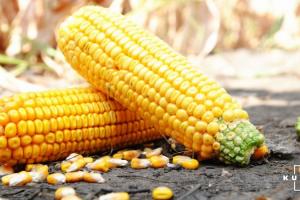 Прогноз світового виробництва кукурудзи знижено на 10 млн т