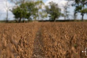 Аграрії США завершують збір кукурудзи та сої