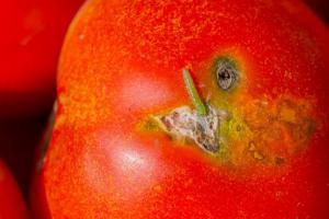 На Одещині томатна міль знищила до 80% урожаю тепличних помідорів
