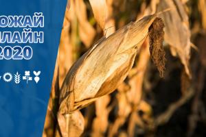 В Україні залишилось зібрати третину врожаю кукурудзи