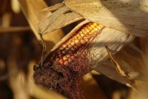 На Черкащині вдвічі знизилась врожайність кукурудзи