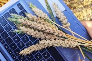 Україна експортувала 11 млн тонн пшениці з початку сезону