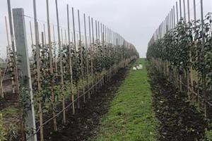 На Львівщині висадили 72 гектари садів
