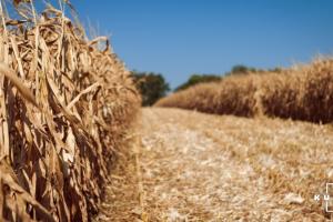 В США вже зібрано 95% кукурудзи 