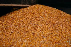 На Запоріжжі критично знизилось виробництво сільгосппродукції