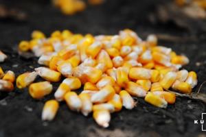 На Прикарпатті врожайність кукурудзи подекуди сягає 11 т/га