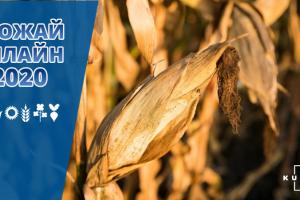 Врожайність кукурудзи в Україні знизилась на 27%