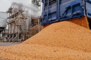Експорт кукурудзи з України знизився майже на 30%