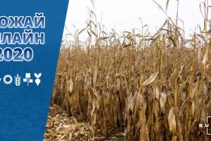 За врожайністю кукурудзи в Україні лідирує Волинь