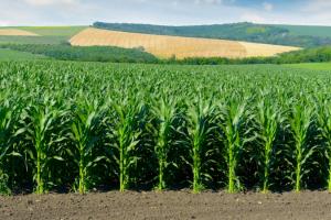 Витрати на виробництво кормів із кукурудзяного силосу нижчі ніж з багаторічних трав — думка