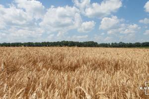 Аналітики прогнозують зростання цін фуражної пшениці