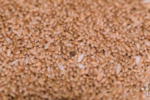 З України вже експортовано 70% дозволеного Меморандумом обсягу пшениці