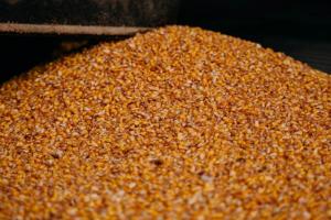 Експерти USDA збільшили прогноз виробництва кукурудзи в Україні