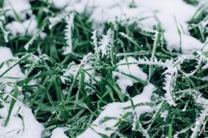 Експерти радять провести зимові дослідження озимих задля отримання високої врожайності