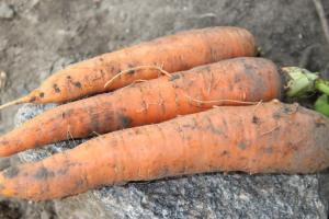 Ціна моркви опустилась до найнижчих позначок за 3 роки