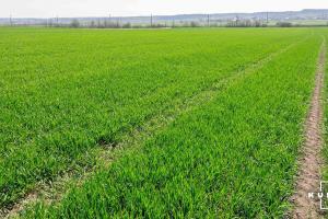 У фермера з Миколаївщини відібрано 139 га землі через нецільове використання