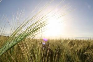 Ціна фуражної пшениці продовжить зростати — G. R. Agro