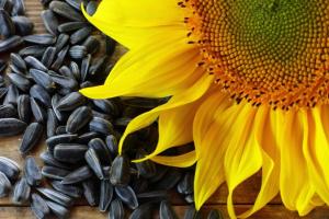Фахівці радять перевірити насіння соняшника на стійкість до гербіцидів