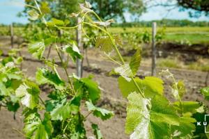 Українському винограду може загрожувати нова хвороба