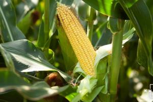 LNZ Group виводить новий гібрид кукурудзи придатний до монокультури