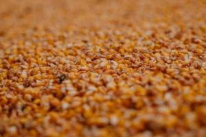 Експорт зерна перевищив 25 млн тонн