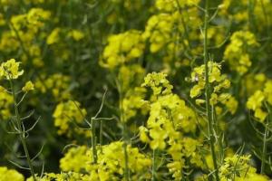 В Україні хочуть ввести штраф для аграріїв за неправильне поводження з ГМО