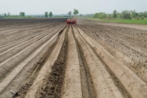 Польські фермери викидають картоплю через карантин і падіння попиту