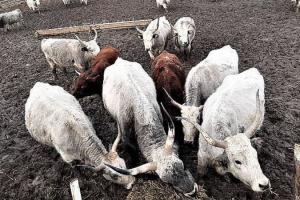 На Прикарпатті відкриють екоферму з розведення буйволів