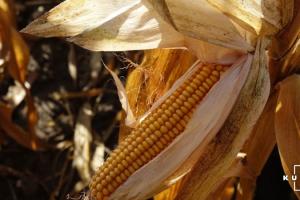 Аргентина скасувала заборону експорту кукурудзи