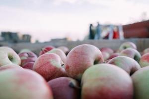 Дешеві яблука в Україні закінчуються — ціни будуть рости