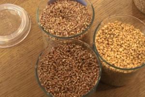 В Україні тестують перші вироби з кольорової пшениці