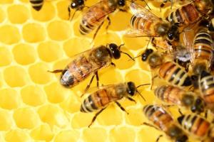У Кореї створили робота-бджоляра, який збирає стільники з вуликів