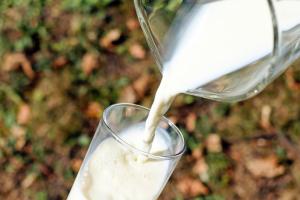 Виробництво молока в Україні скоротилося на понад 4%