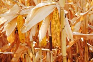У США очікується збільшення площ сівби кукурудзи 
